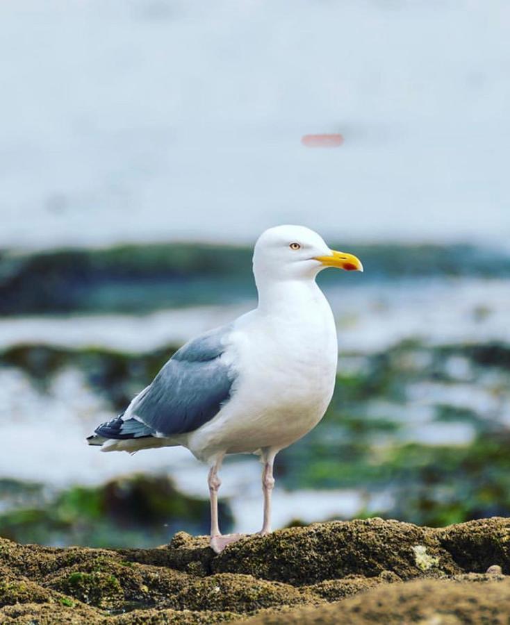 Sleepinconcarneau, 200 M De La Mer, Centre-Ville Pietonnier ภายนอก รูปภาพ